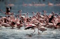 Lesser Flamingos taking flight Royalty Free Stock Photo