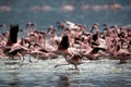 Lesser Flamingos taking flight  lake Bogoria Royalty Free Stock Photo