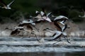 Lesser Flamingos taking flight Royalty Free Stock Photo