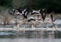 Lesser Flamingos taking flight with splash of water Royalty Free Stock Photo