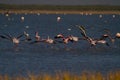 Lesser flamingos taking off from water