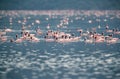 Lesser Flamingos wading at Lake Bogoria