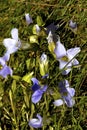 Lesser Fringed Gentians 602706