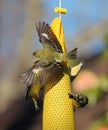 Lesser goldfinch (Carduelis psaltria) beautiful wings female