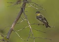 Lesser goldfinch