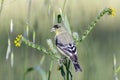 Lesser Goldfinch Eating Fiddleneck Seeds