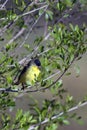 Lesser Goldfinch, Spinus psaltria