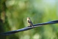 A Lesser Goldfinch on the Wire