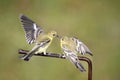 Lesser Goldfinches Royalty Free Stock Photo
