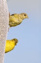 Lesser Goldfinches Royalty Free Stock Photo