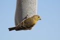 Lesser Goldfinches Royalty Free Stock Photo