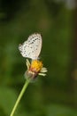 Lesser Grass Blue butterfly on flower, Zizina otis, Panna,