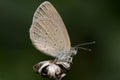 Lesser Grass Blue Zizina otis Beautiful Butterfly Close-up