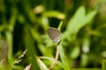 Lesser Grass Blue Zizina otis lampa