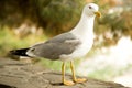 Lesser gray-backed Gull