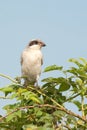 Lesser Grey Shrike