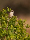 Lesser Grey Shrike