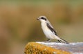 Lesser Grey Shrike juvenile