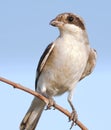 Lesser Grey Shrike, juvenile / Lanius minor