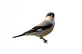 Lesser Grey Shrike (Lanius minor).