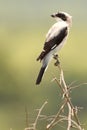 The lesser grey shrike (Lanius minor)