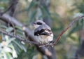 The lesser grey shrike Lanius minor