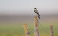 Lesser Grey Shrike