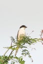 Lesser Grey Shrike resting on the branch / Lanius