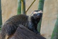 Lesser Grison - South American mustelid Royalty Free Stock Photo