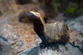 Lesser Grison - South American mustelid Royalty Free Stock Photo