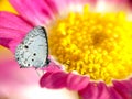 Lesser Gull Butterfly on Yellow Chrysanthemum