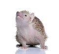 Lesser Hedgehog Tenrec against white background Royalty Free Stock Photo