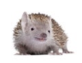 Lesser Hedgehog Tenrec against white background Royalty Free Stock Photo