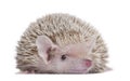 Lesser Hedgehog Tenrec - Echinops telfairi Royalty Free Stock Photo