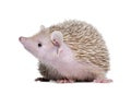 Lesser Hedgehog Tenrec - Echinops telfairi Royalty Free Stock Photo