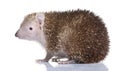 Lesser Hedgehog Tenrec - Echinops telfairi Royalty Free Stock Photo