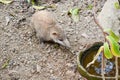 tailless tenrec (Tenrec ecaudatus)