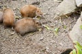 tailless tenrec (Tenrec ecaudatus)