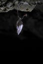 Lesser horseshoe bat hanging in a cave, Rhinolophus hipposideros.