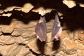 Lesser Horseshoe Bat Royalty Free Stock Photo