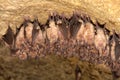 Lesser Horseshoe Bat Royalty Free Stock Photo