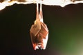 Lesser Horseshoe Bat