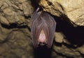 Lesser Horseshoe Bat (Rhinolophus hipposideros) Royalty Free Stock Photo