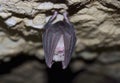 Lesser Horseshoe Bat (Rhinolophus hipposideros) Royalty Free Stock Photo