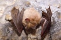 Lesser Horseshoe Bat (Rhinolophus hipposideros) Royalty Free Stock Photo