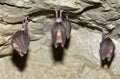 Lesser Horseshoe Bat (Rhinolophus hipposideros) Royalty Free Stock Photo