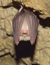 Lesser Horseshoe Bat (Rhinolophus hipposideros)