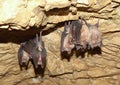 Lesser Horseshoe Bat (Rhinolophus hipposideros) Royalty Free Stock Photo