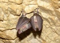 Lesser Horseshoe Bat (Rhinolophus hipposideros) Royalty Free Stock Photo