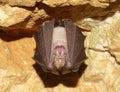 Lesser Horseshoe Bat (Rhinolophus hipposideros)